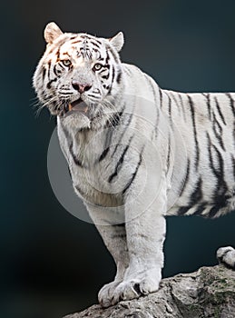White tiger with black stripes standing on rock