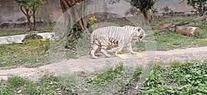 White tiger or bleached tiger in west bengal