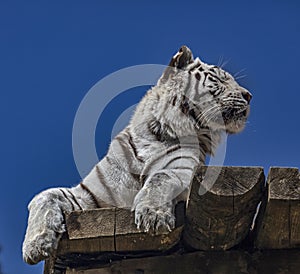 White tiger on the board 7