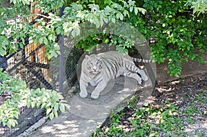 White tiger in caged in Yalta zoo