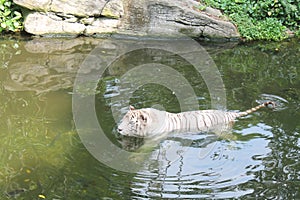 White tiger in cold water symbol of success and might.