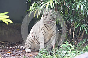 A White Tiger at a corner with a surprised shocked look