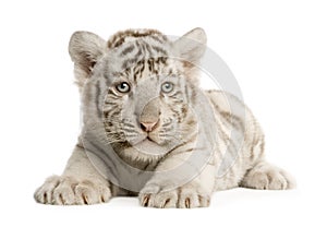 White Tiger cub (2 months)