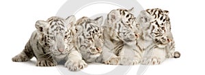 White Tiger cub (2 months)