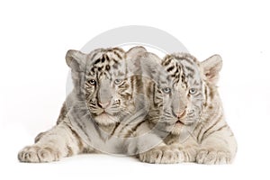 White Tiger cub (2 months)