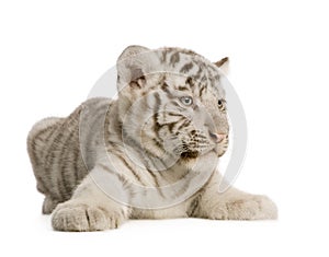 White Tiger cub (2 months)