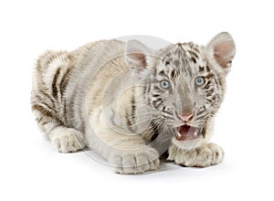 White Tiger cub (3 months)