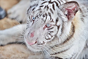 White tiger