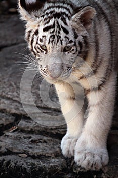 White Tiger Cub