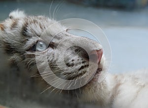 White tiger cub portrait