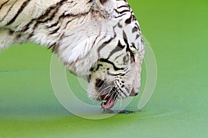 White tiger drinking photo