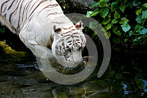 The white tiger is drinking the water