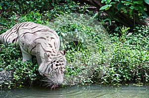White tiger drinking water