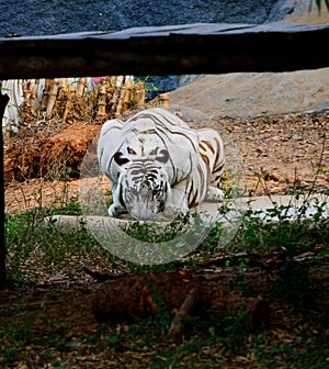 White tiger