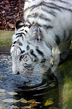 White tiger drinks water