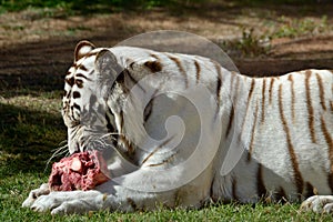 A white tiger eating