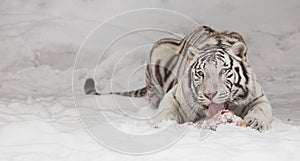 White tiger eating meat