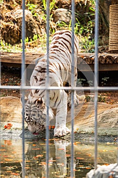 White Tiger Animal Wildlife in Zoo