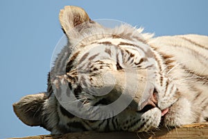 White tiger enjoying the warmth of the sun