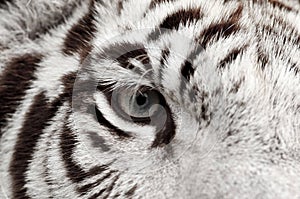 White tiger eye