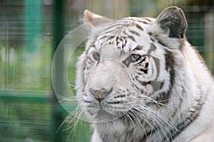 White tiger face detail