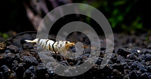 White tiger fancy dwarf shrimp look for food in aquatic soil and stay alone in freshwater aquarium tank