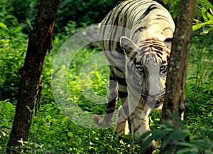 White Tiger - Fierce Eye photo