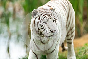 White tiger in the forest