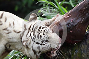 A White Tiger gnawing on the head of a dead horse