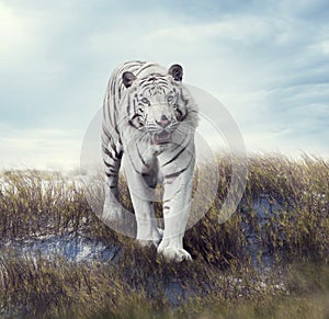 White Tiger in the Grassland