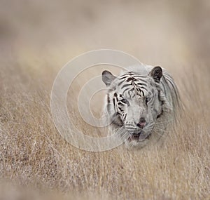 White Tiger in the grassland