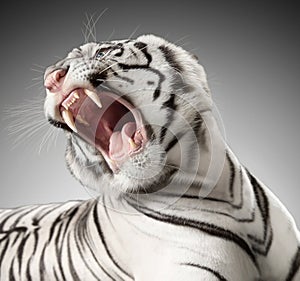 the white tiger growls