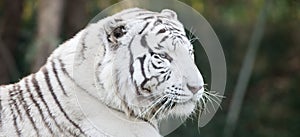 White tiger head