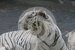 White tiger, Ibaraki, Japan