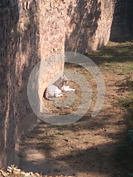 white tiger of indian  national parkof madhya pradesh