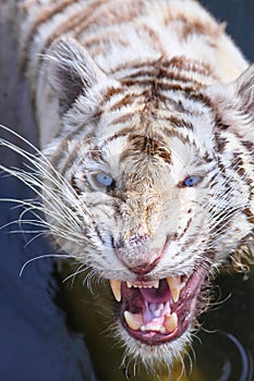 White tiger intimidate to the camera