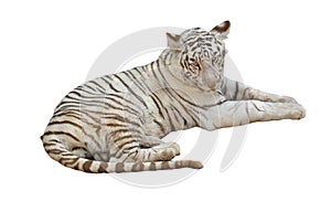 White tiger isolated