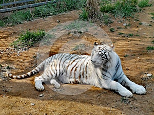 White Tiger @ Jinan Wildlife World, Shandong China