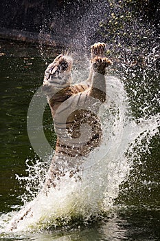 White Tiger Jumps/Jumping