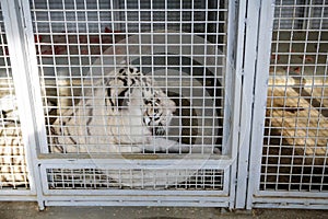 White tiger kept in cage inside a circus menagerie - animal abuse