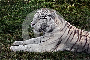 White tiger on the lawn 1