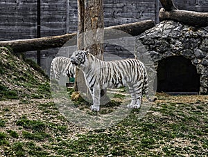 White tiger on the lawn 1