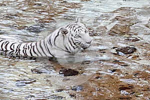 White Tiger Laying Down In A River