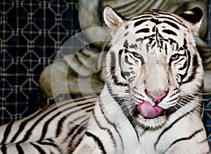 White Tiger licking chops