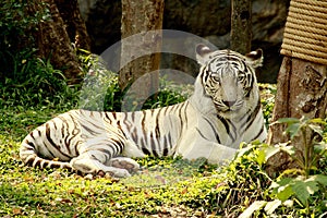 White Tiger lie on grass