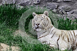 White tiger lies on the grass.