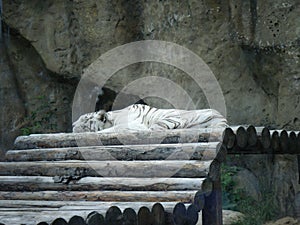 White tiger lies and rests