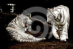 White tiger looking face to face