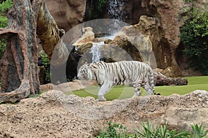 White tiger at Loro Park , Loro Parque, Tenerife, Canary Islands, Spain