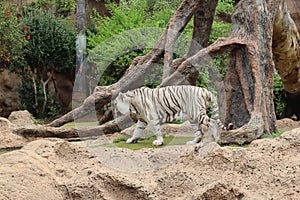 White tiger at Loro Park , Loro Parque, Tenerife, Canary Islands, Spain